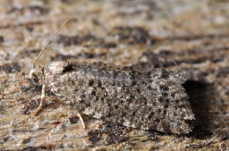 Foto af Skræppegråvikler (Cnephasia incertana) | Standardfoto