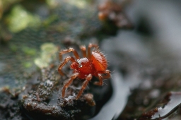 Foto af Pseudanapis aloha (Pseudanapis aloha) | Han