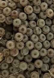 Foto af Rødgul forårsugle (Orthosia cerasi) | Æg