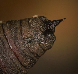Foto af Aftenpåfugleøje (Smerinthus ocellata) | Puppe