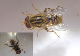 Foto af Krat-sumpsvirreflue (Parhelophilus frutetorum) | Han