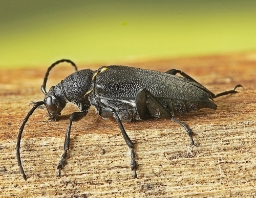 Foto af Sort blomsterbuk (Stictoleptura scutellata) | Hun