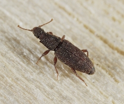 Foto af Monotoma conicicollis (Monotoma conicicollis) | Standardfoto