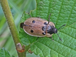 Foto af Fireplettet ådselbille (Dendroxena quadrimaculata) | Standardfoto
