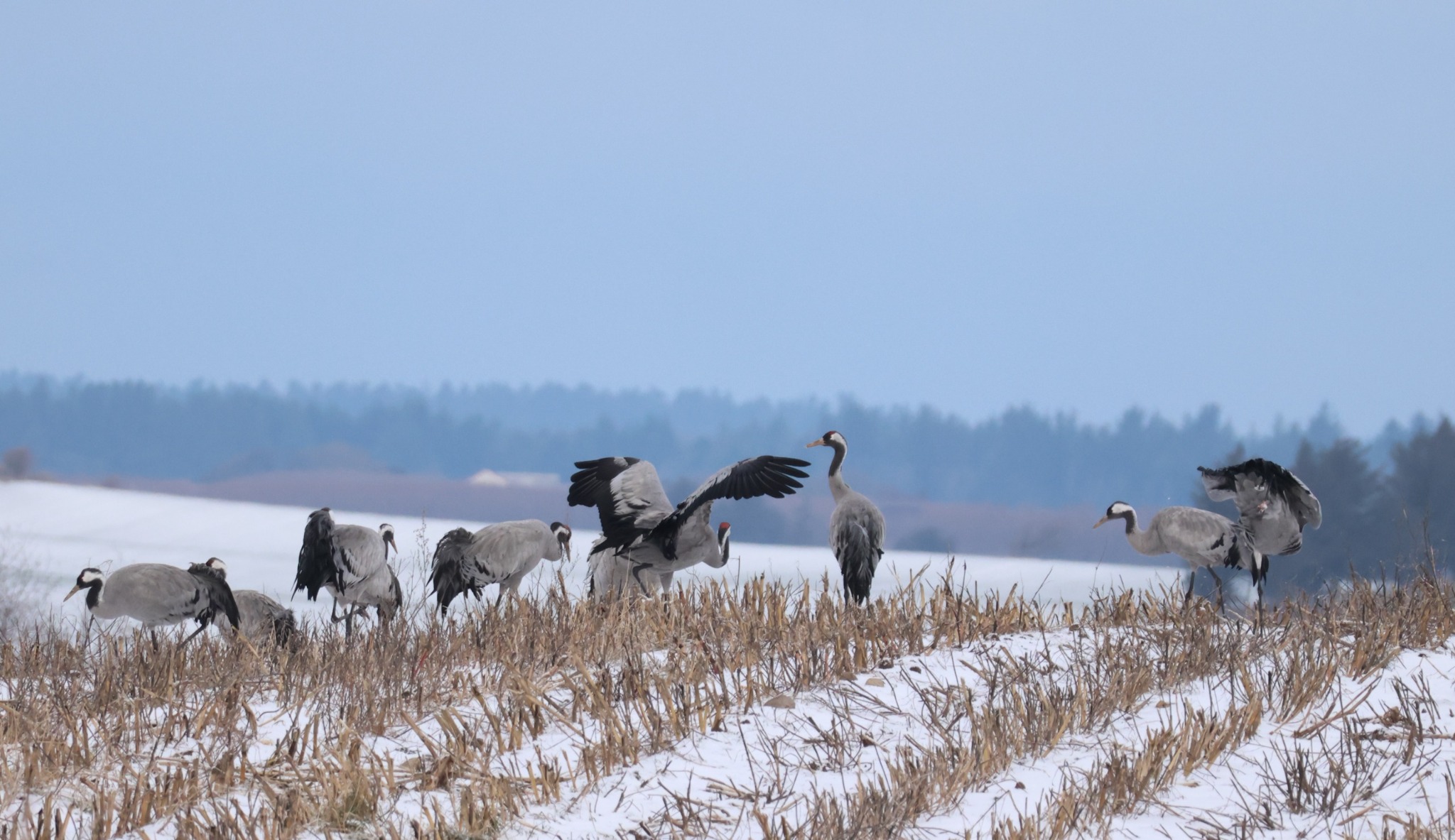 Common Crane (Grus grus), photo 1