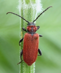 Foto af Rød skivebuk (Pyrrhidium sanguineum) | Standardfoto