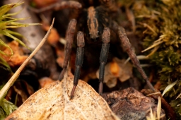 Foto af Almindelig bjørneedderkop (Trochosa terricola) | Frederik Leck Fischer