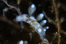 Foto af Tergipes tergipes (Tergipes tergipes) | Standardfoto