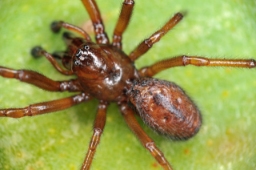 Foto af Enoplognatha caricis (Enoplognatha caricis) | Han