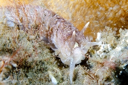 Foto af Aeolidia filomenae (Aeolidia filomenae) | Standardfoto