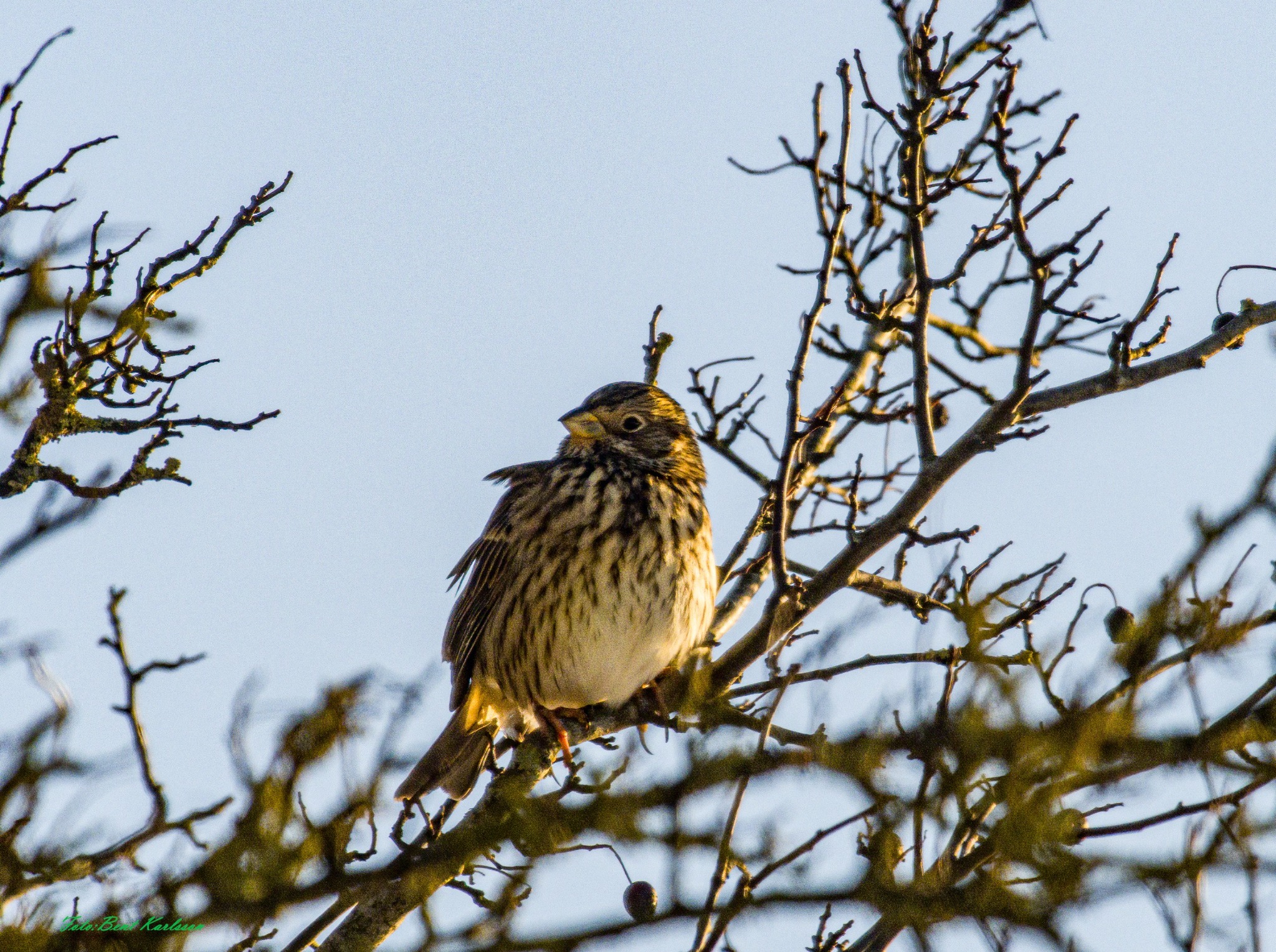 Corn Bunting (Emberiza calandra), photo 3