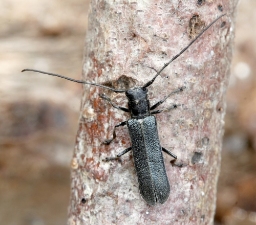 Foto af Blank lindebuk (Stenostola dubia) | Standardfoto