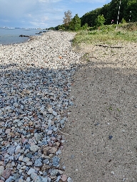 Foto af Sandgraveedderkop (Arctosa cinerea) | Habitat ved Julebæk Strand, Nordsjælland