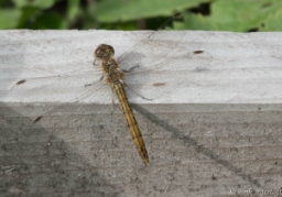 Foto af Almindelig hedelibel (Sympetrum vulgatum) | Hun