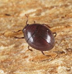 Foto af Brun kuglestumpbille (Abraeus perpusillus) | Standardfoto