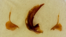 Foto af Smal skyggeløber (Patrobus assimilis) | Standardfoto