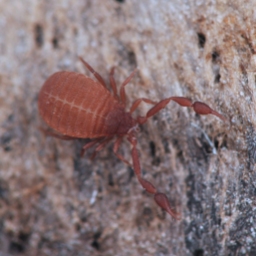Foto af Cheiridium museorum (Cheiridium museorum) | Han