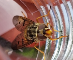 Foto af Sorthornet guldsvirreflue (Ferdinandea cuprea) | Hun