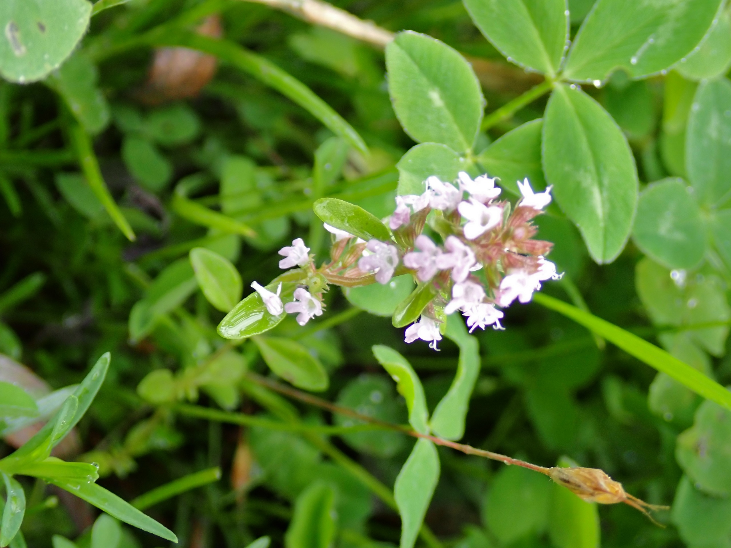 Lemon thyme