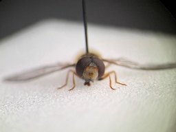 Foto af Smuk glanssvirreflue (Epistrophella euchroma) | Han