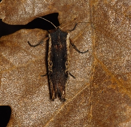 Foto af Irisugle (Xylena vetusta) | Hun