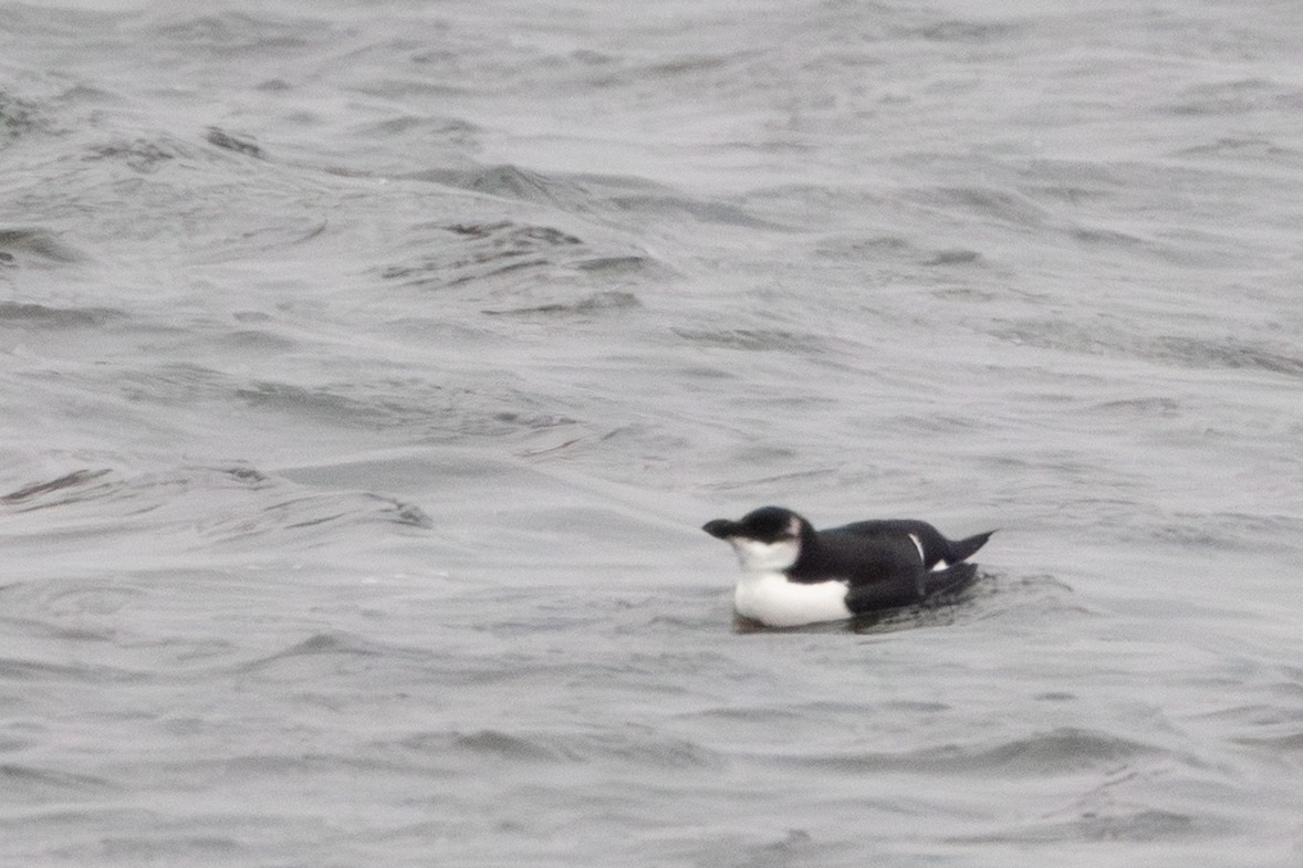 Razorbill (Alca torda), photo 8