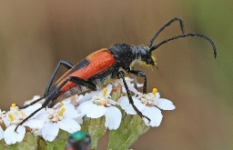 Foto af Hjerteplettet blomsterbuk (Stictoleptura cordigera) | Standardfoto
