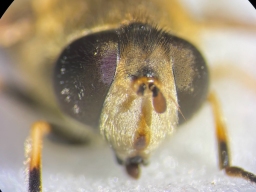 Foto af Almindelig dyndflue (Eristalis arbustorum) | Detalje