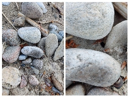 Foto af Sandgraveedderkop (Arctosa cinerea) | En hun med ægsæks hule på en stenstrand.