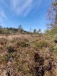 Foto af Losedderkop (Oxyopes ramosus) | Habitat i Gjern Bakker