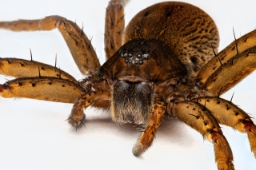 Foto af Dolomedes plantarius (Dolomedes plantarius) | Hun