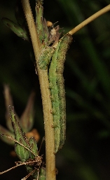 Foto af Tornet salat-ugle (Hecatera dysodea) | Larve