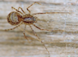 Foto af Væksthus-spytteedderkop (Scytodes fusca) | Jørgen Lissner