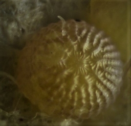 Foto af Rødelugle (Lithophane furcifera) | Æg