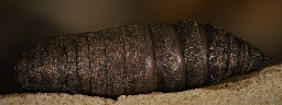 Foto af Aftenpåfugleøje (Smerinthus ocellata) | Puppe