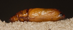 Foto af Bornholmsk perikonmåler (Aplocera plagiata) | Puppe