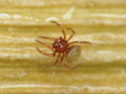 Foto af Pseudanapis aloha (Pseudanapis aloha) | Hun