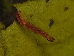 Foto af Bueengmåler (Idaea straminata) | Larve