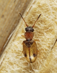 Foto af Tagrørsfladbille (Psammoecus bipunctatus) | Standardfoto