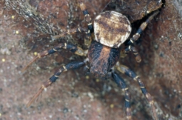 Foto af Ozyptila brevipes (Ozyptila brevipes) | Han