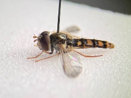 Foto af Smuk glanssvirreflue (Epistrophella euchroma) | Han