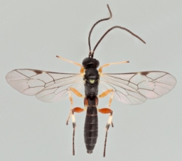 Foto af Pimpla insignatoria (Pimpla insignatoria) | Malcolm Storey