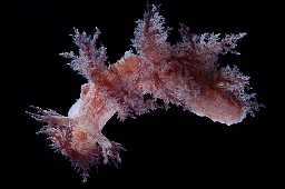 Foto af Dendronotus europaeus (Dendronotus europaeus) | Standardfoto