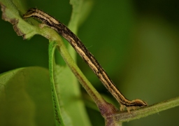 Foto af Klematismåler (Melanthia procellata) | Larve
