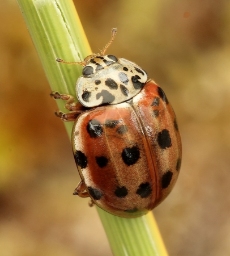 Foto af Gulrød mariehøne (Harmonia quadripunctata) | Standardfoto