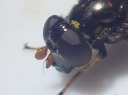 Foto af Kørvel-urtesvirreflue (Cheilosia paganus) | Hun