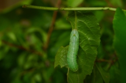 Foto af Pyramideugle (Amphipyra pyramidea) | Larve