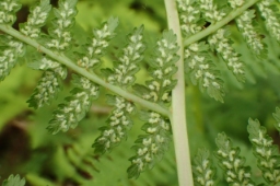 Foto af Fjerbregne (Athyrium filix-femina) | Standardfoto