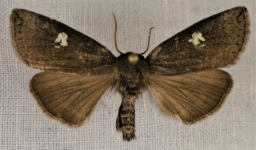 Foto af Bogstav-uglespinder (Tethea or) | Han
