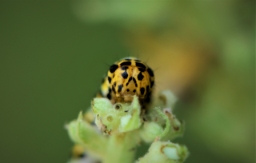 Foto af Kongelyshætteugle (Cucullia lychnitis) | Larve